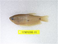 藏品(絲鰭毛足鱸)的圖片